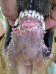 Pepper's repaired jaw