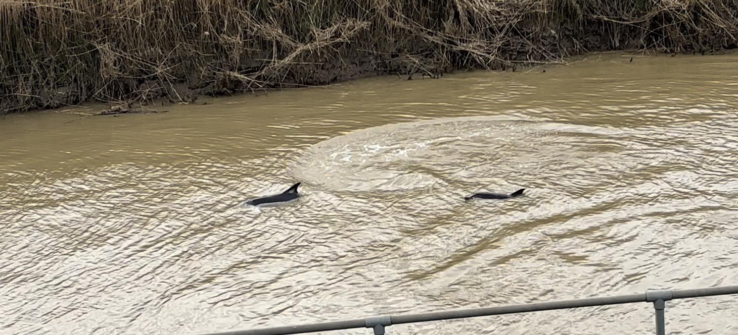 Porpoises spotted in River Welland near Spalding - The Voice